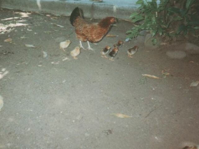 Tahiti Gauguin Museum - Hen With Chicks